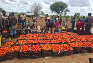 CANAL DO CAFU IMPULSIONA PRODUÇÃO AGRÍCOLA E REFORÇA SEGURANÇA ALIMENTAR NO CUNENE