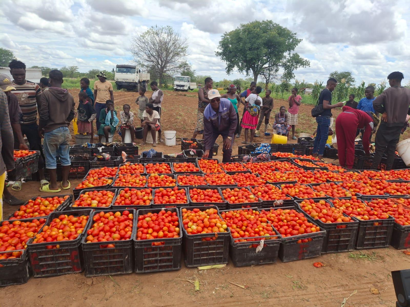 CANAL DO CAFU IMPULSIONA PRODUÇÃO AGRÍCOLA E REFORÇA SEGURANÇA ALIMENTAR NO CUNENE